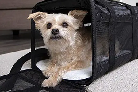 buy seat for dog on plane