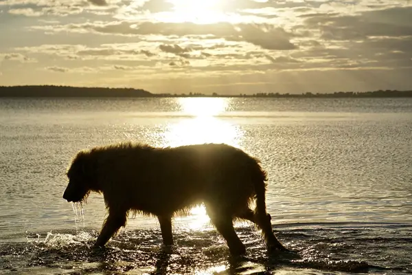 Irish Wolfhound Dog Breed