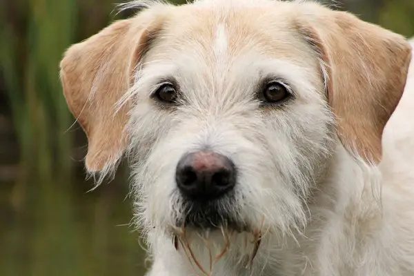 Irish Wolfhound Facts