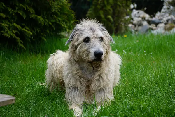 Irish Wolfhound