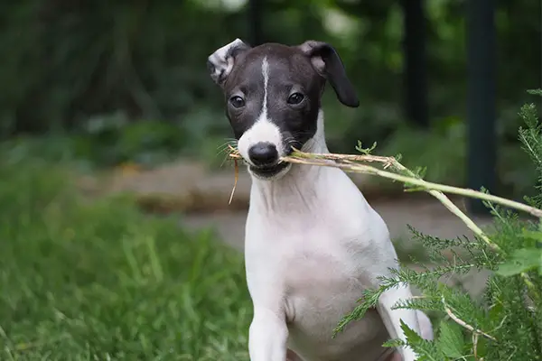 Italian Greyhound Breed