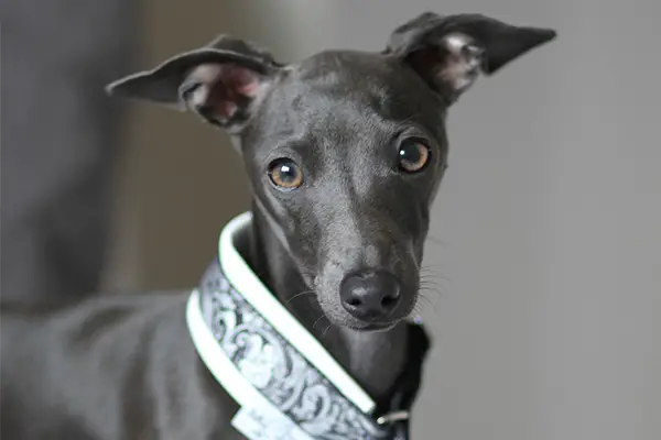 Italian Greyhound Dog