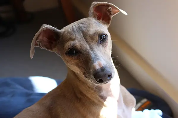 Italian Greyhound