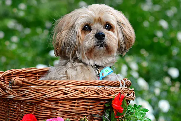 Lhasa Apso Breed