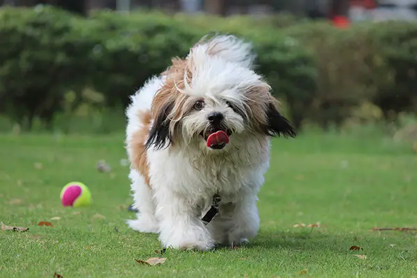 Lhasa Apso Dog