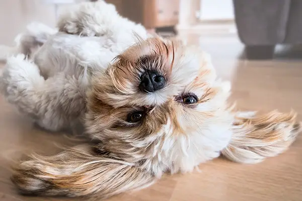 Lhasa Apso