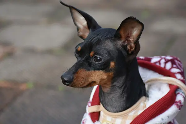 Miniature Pinscher Breed