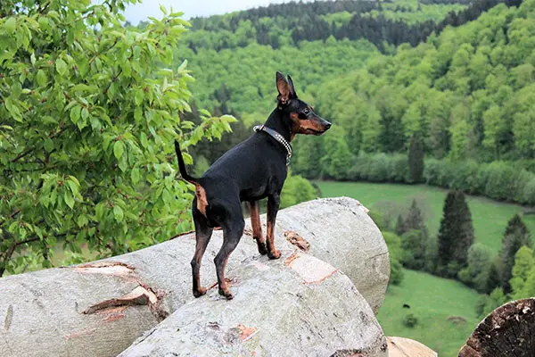 Miniature Pinscher