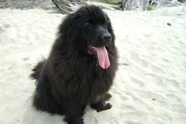 Newfoundland Dog Breed