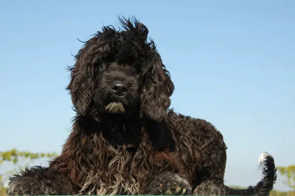 Portuguese Water Dog Facts