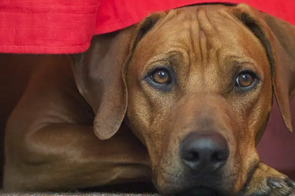 Rhodesian Ridgeback Dog Breed