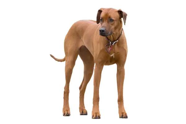 Rhodesian Ridgeback Facts