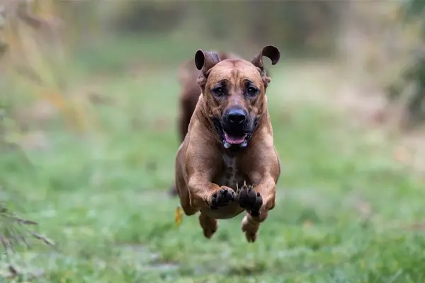 Rhodesian Ridgeback