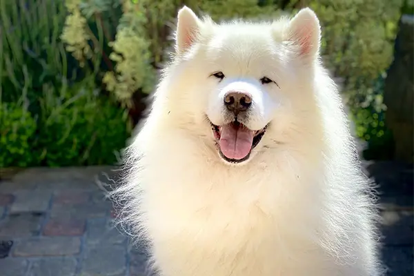 Samoyed Breed