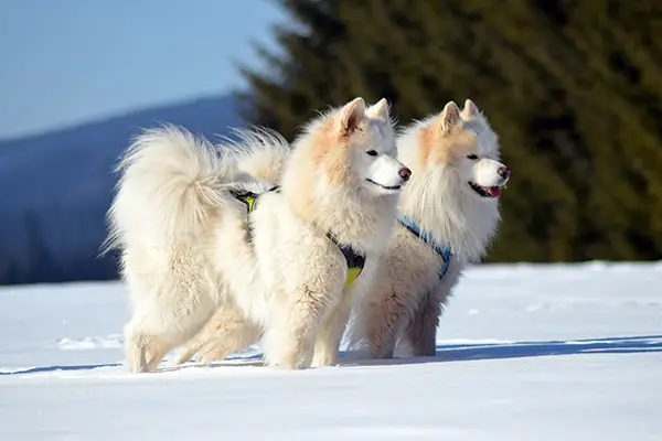 Samoyed Dog Breed