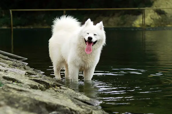 Samoyed Puppy