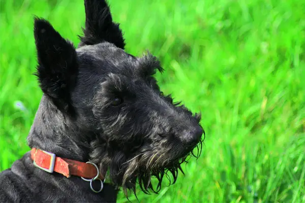 Scottish Terrier Dog Breed