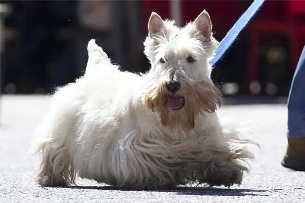 Scottish Terrier Facts