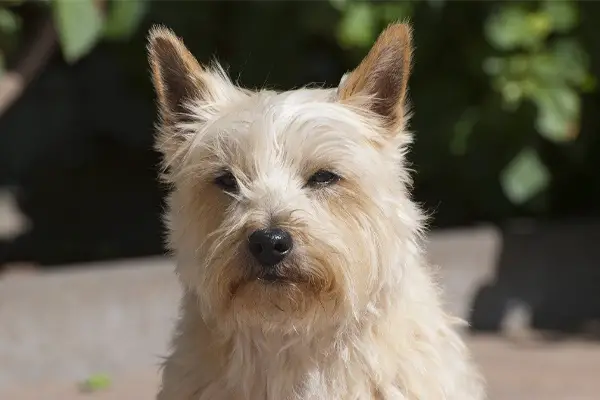 Scottish Terrier