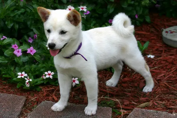 Shiba Inu Dog Breed