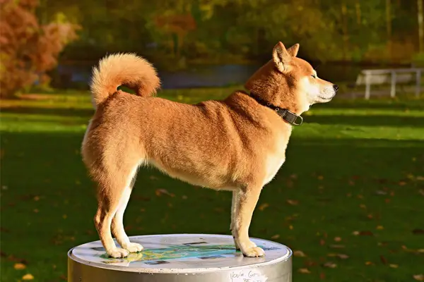 Shiba Inu