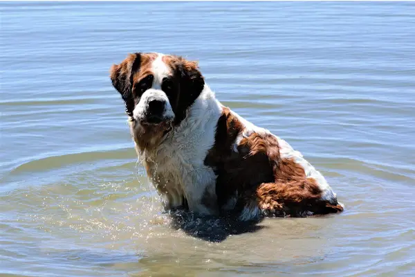 St. Bernard Dog Breed