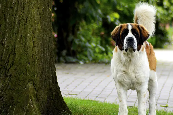 what are the rules for keeping a saint bernard in tokelau