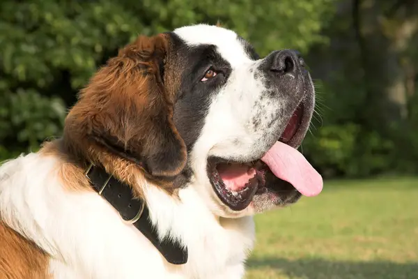 St. Bernard