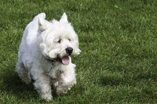 west highland white terrier dog breed