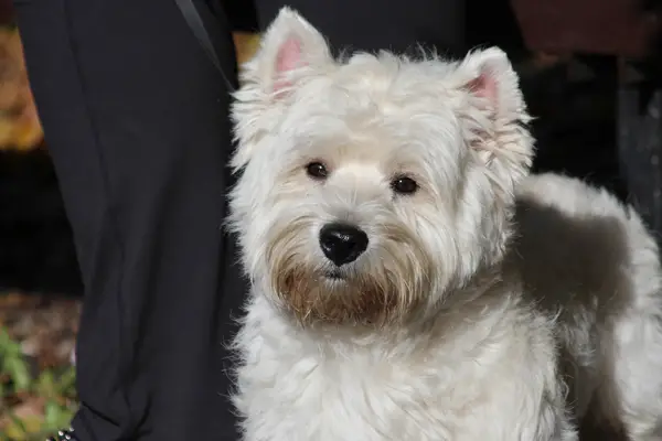 West Highland White Terrier Facts