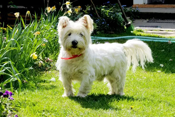 West Highland White Terrier