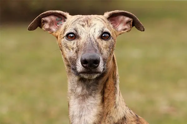 a dog breed called whippet