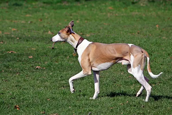 Whippet Dog