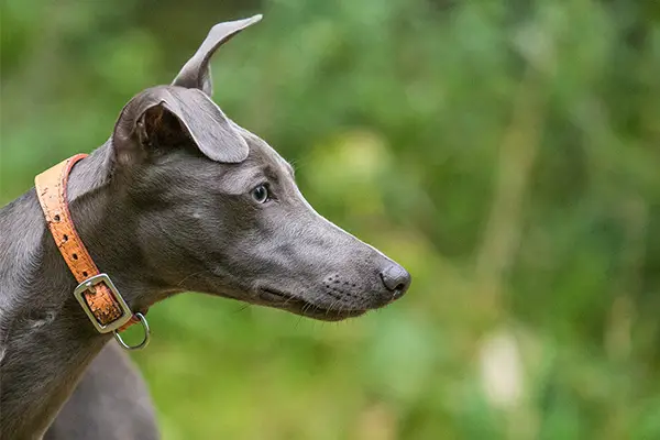 Whippet