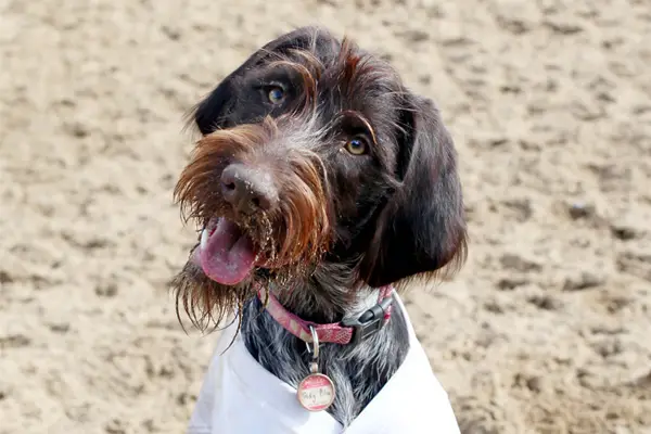 Wirehaired Pointing Griffon Dog