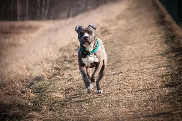 American Staffordshire Terrier Dog