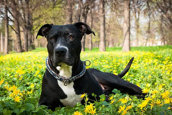 American Staffordshire Terrier