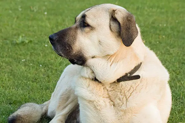 Anatolian Shepherd Dog