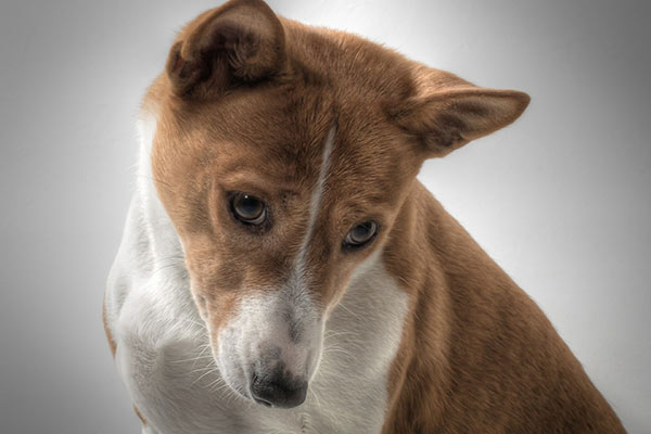 Basenji Dog