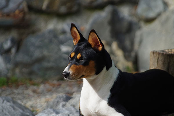 Basenji