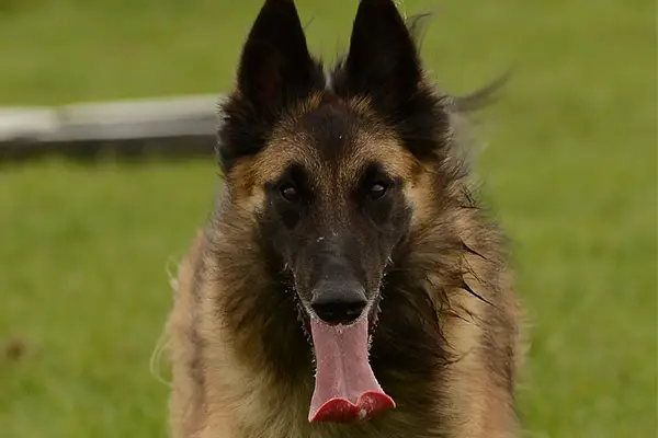 Belgian Tervuren Breed