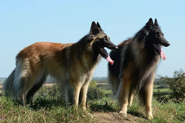 Belgian Tervuren Dog