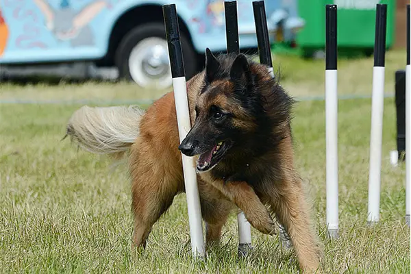 Belgian Tervuren