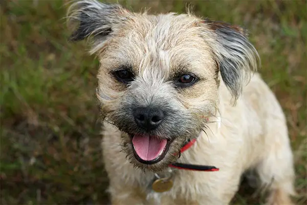 Border Terrier Breed