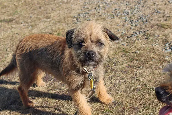 Border Terrier Dog