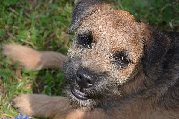 Border Terrier