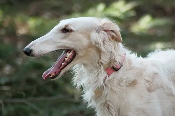 Borzoi Breed