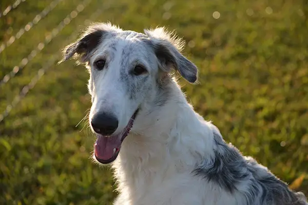 Borzoi Dog