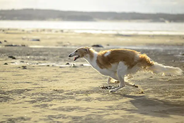 Borzoi