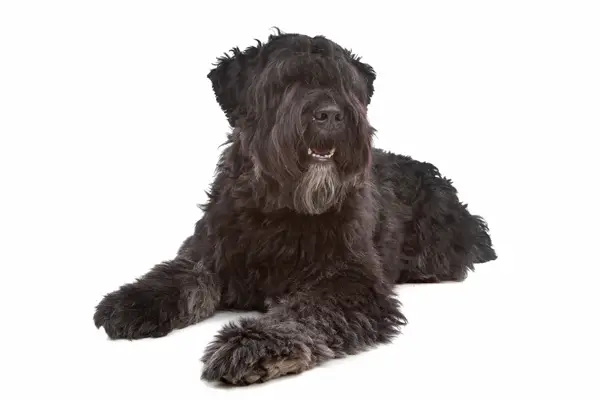 Bouvier des Flandres Dog Breed